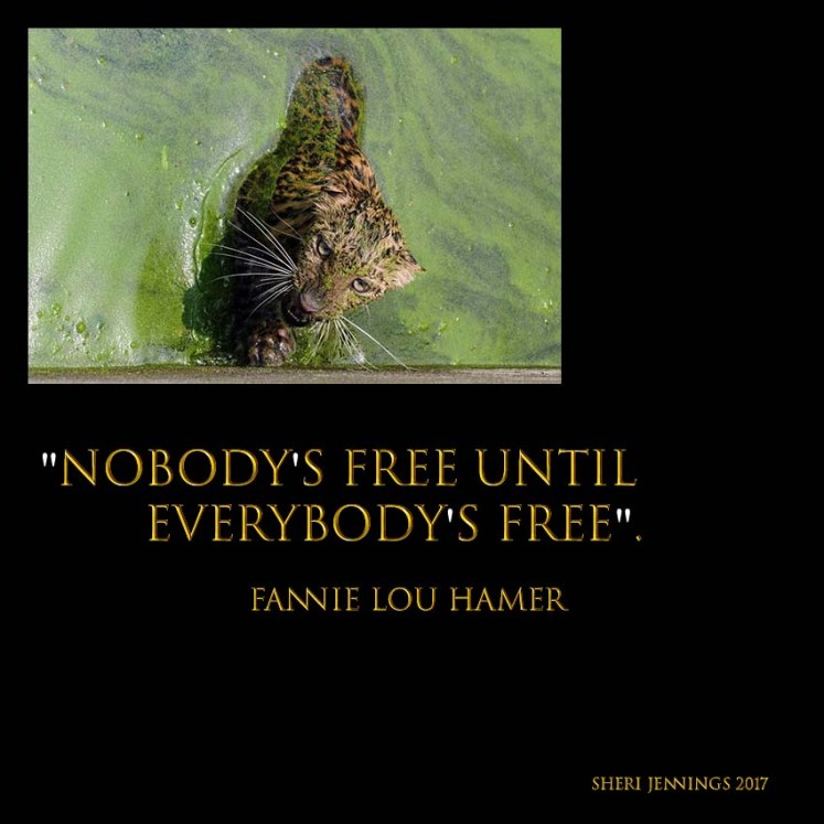 Nobody's free until everybody's free image